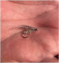 The Winning Fly